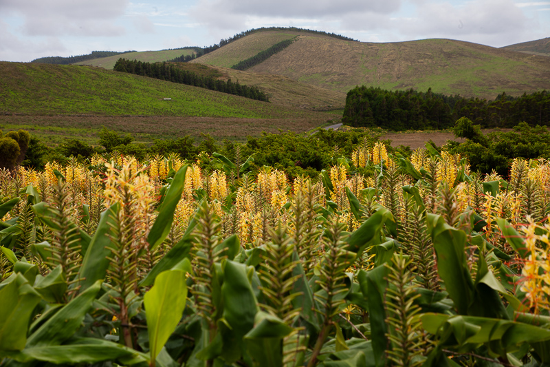The Yellow Ginger-Lily, an invasive species in the Azores, Flores island