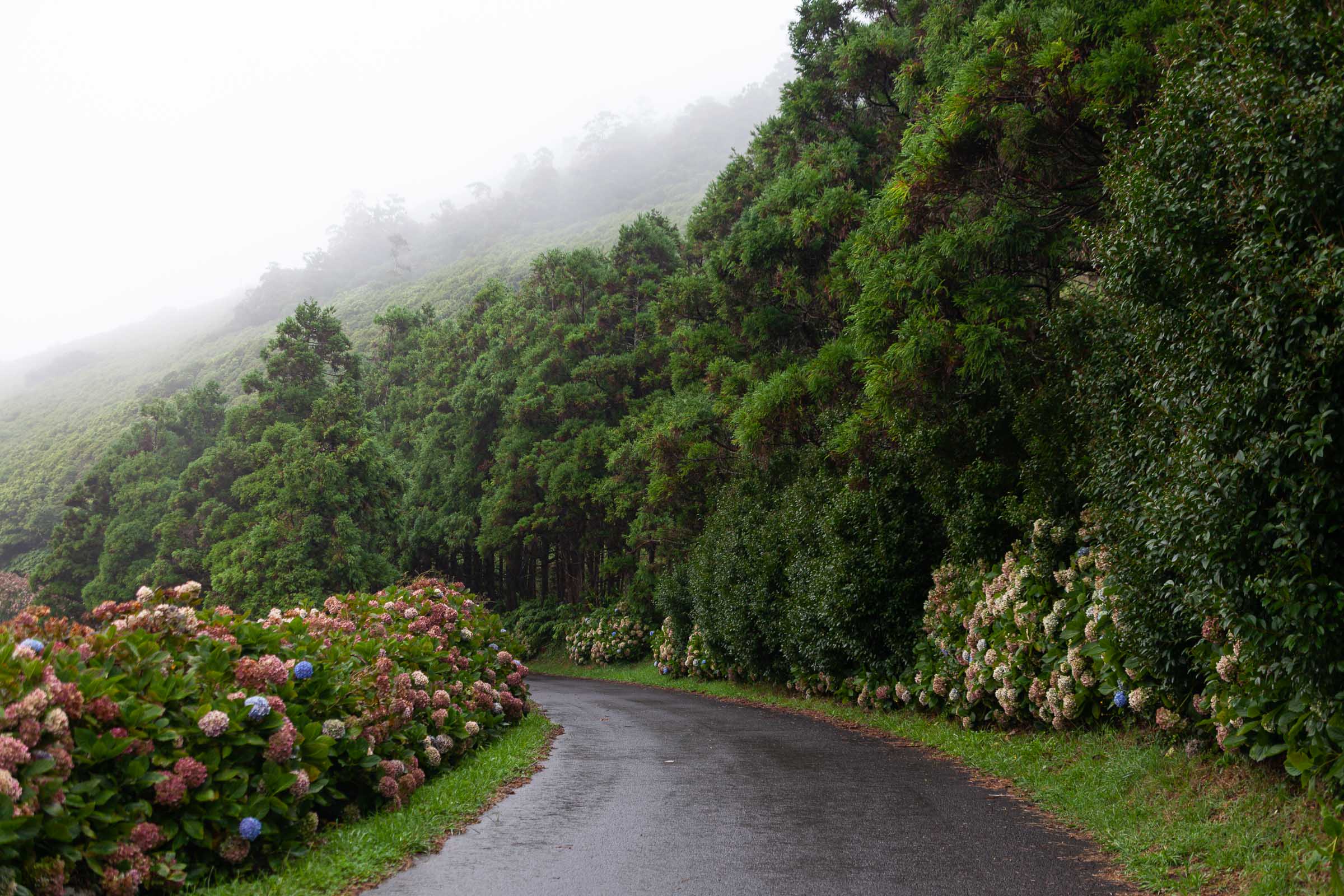 Hydrangea-lined road on Flores Island, Azores